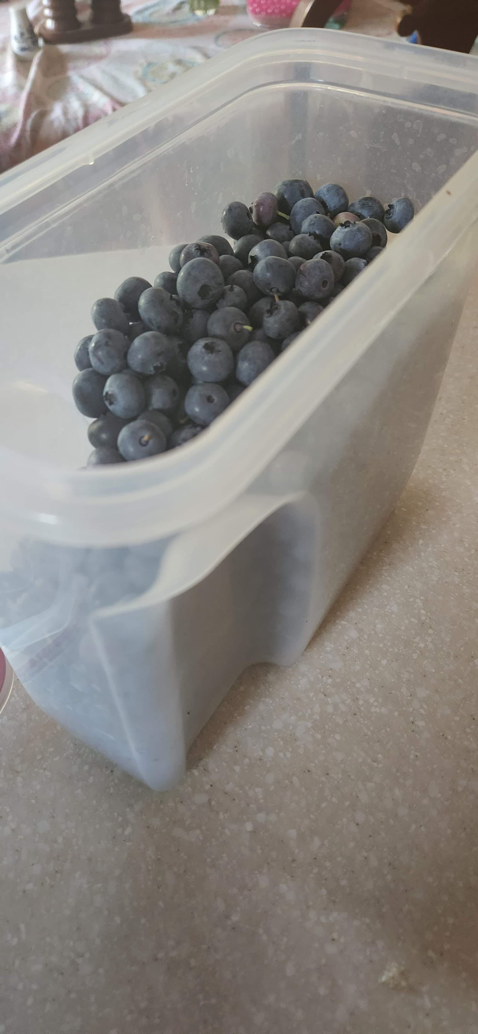 Ackerman's Blueberries u-pick farm
