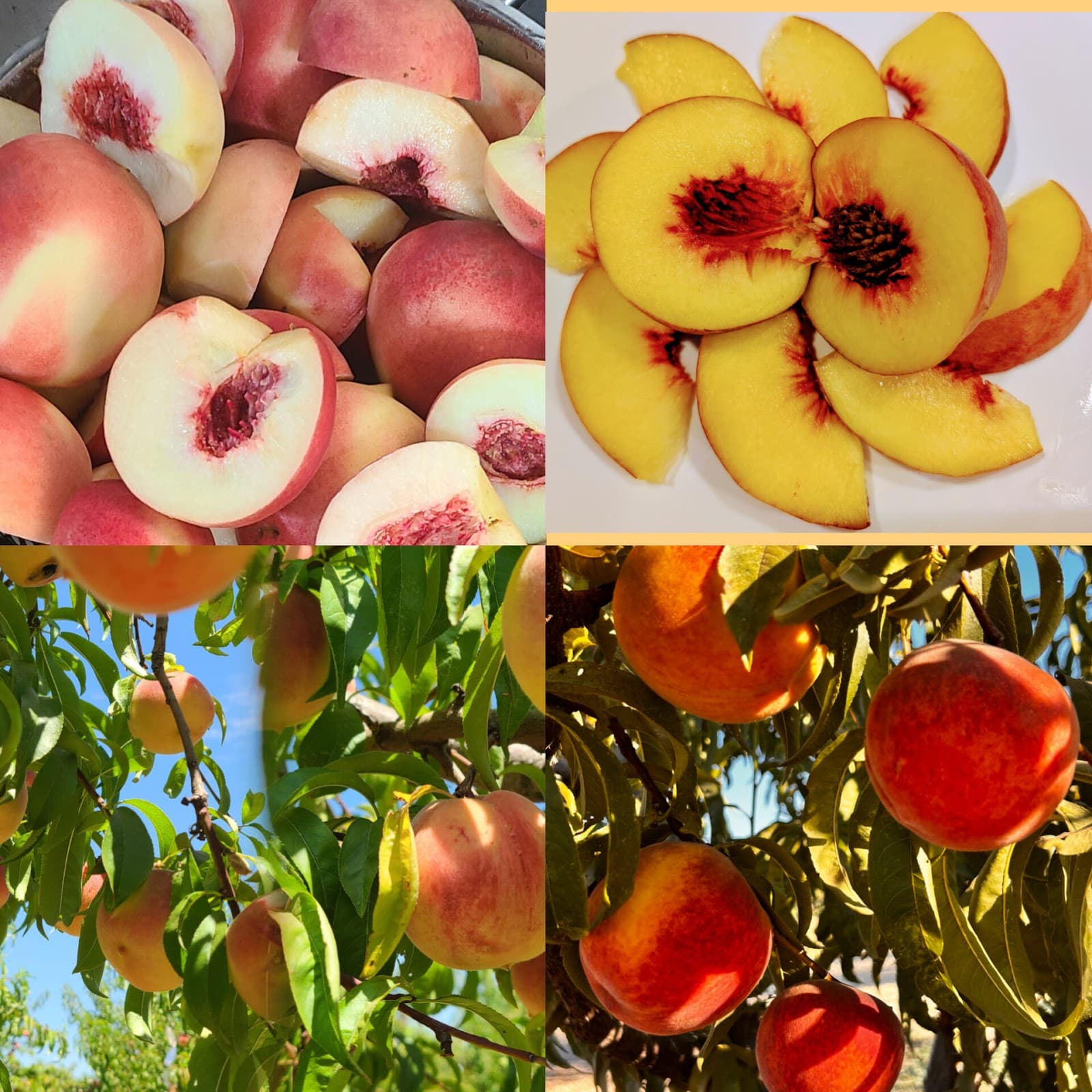 AIRAYA U-Pick Farm u-pick farm
