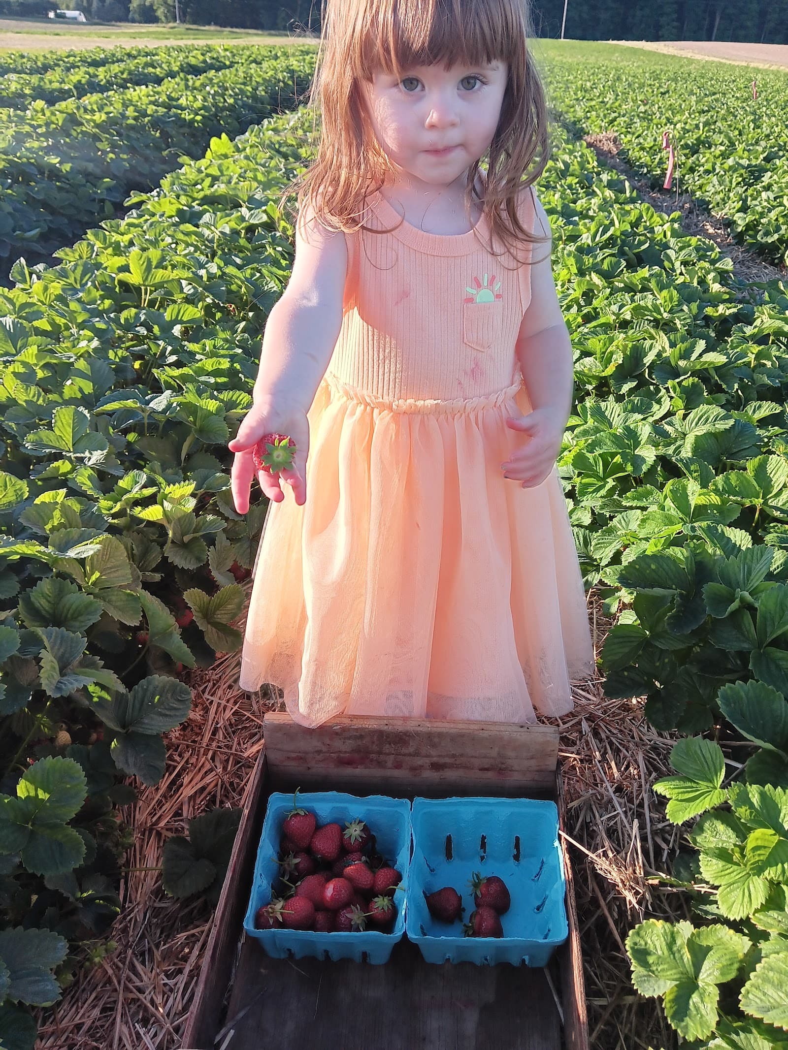 Alan Tomion Farm u-pick farm