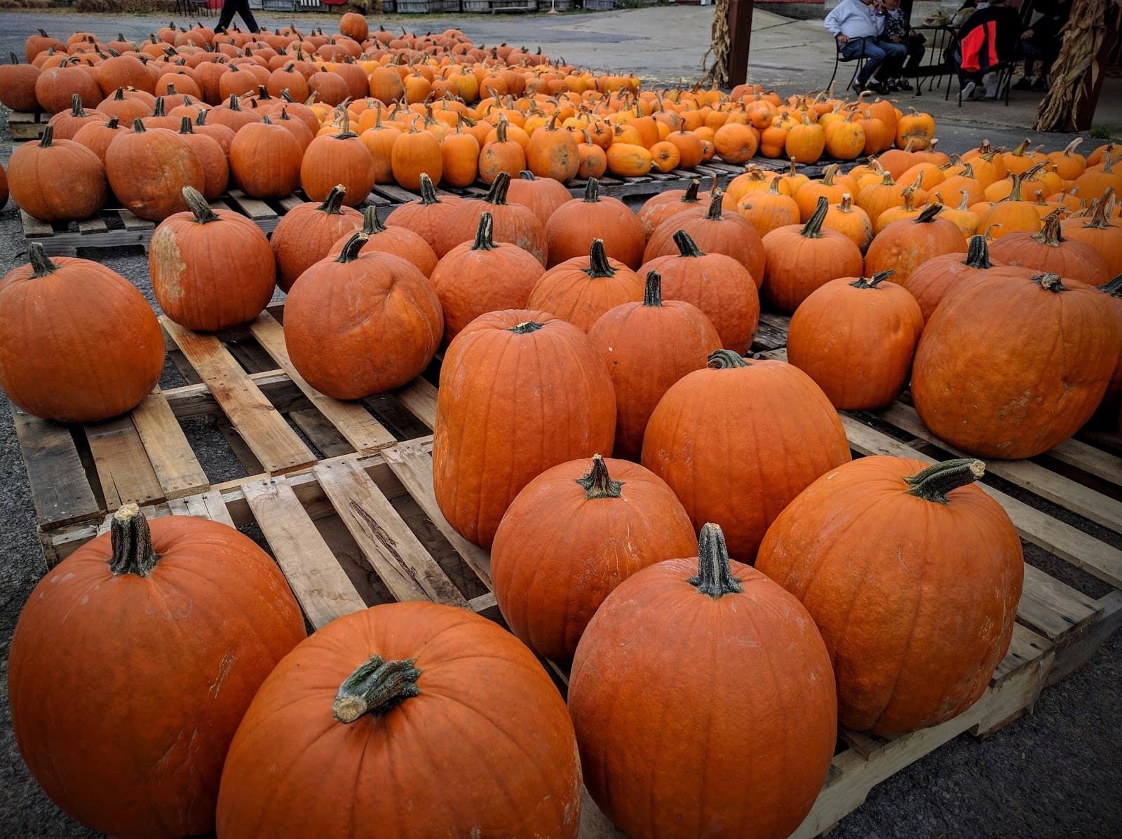 Altamont Orchards Inc. u-pick farm