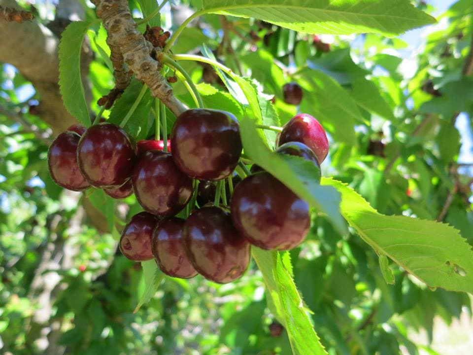 American River Cherry Company u-pick farm