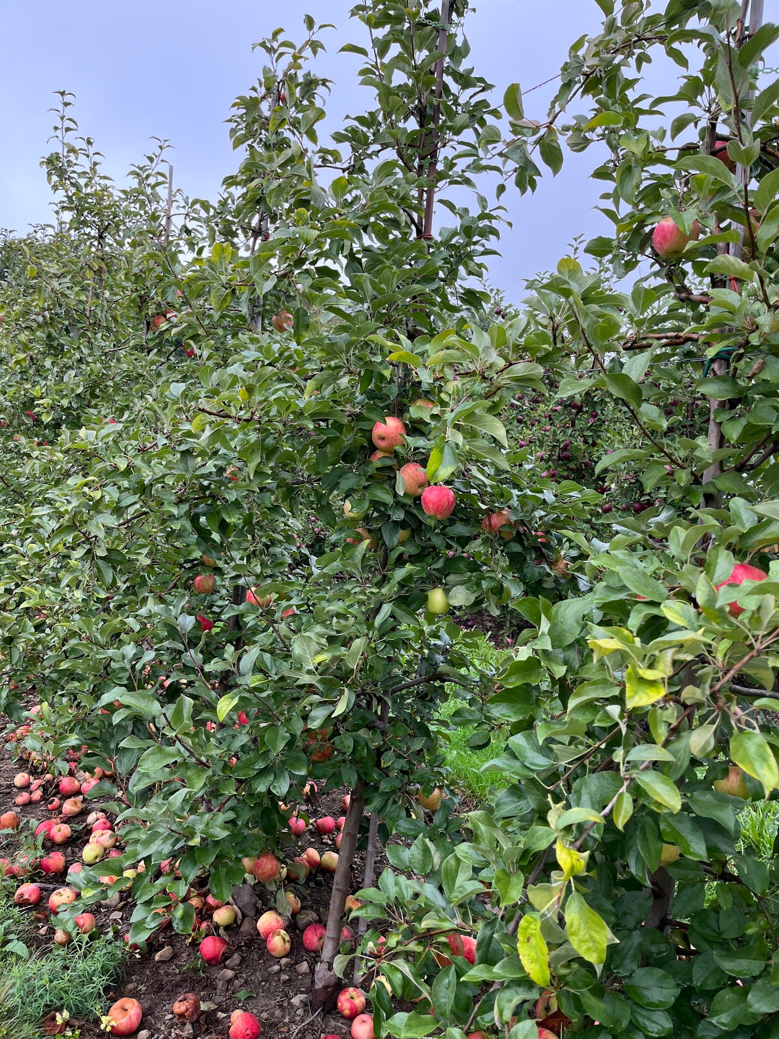Appledale Orchards u-pick farm