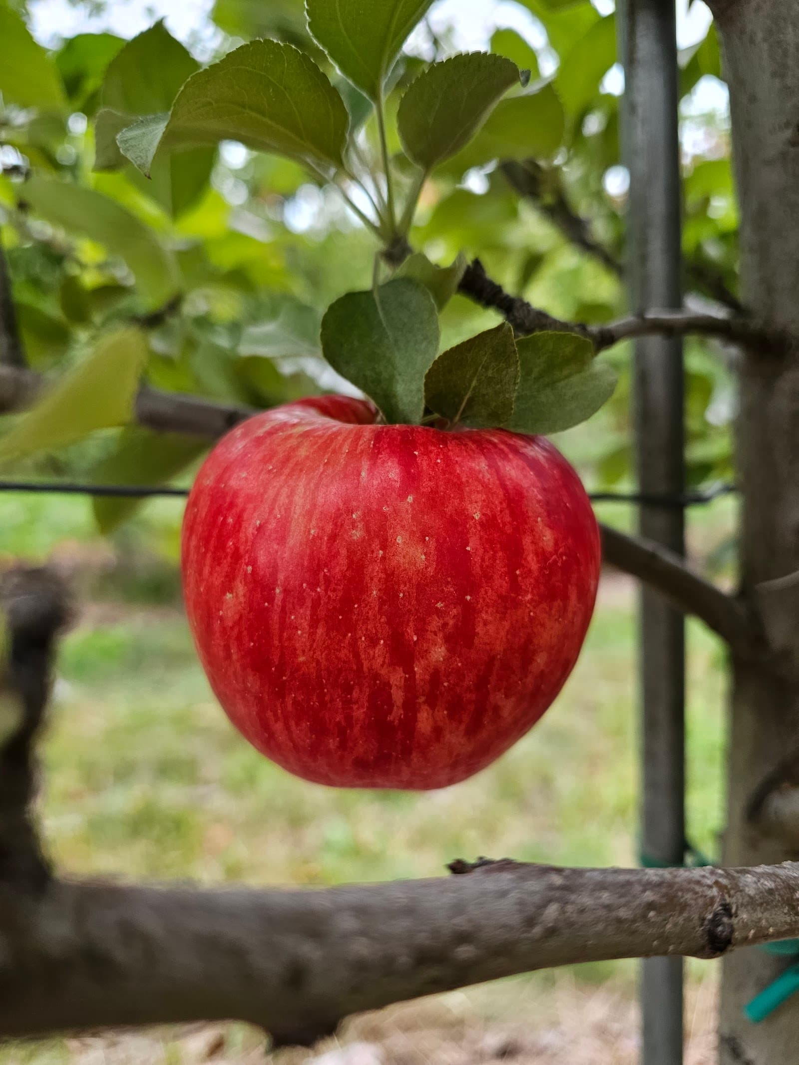 Behling Orchards u-pick farm