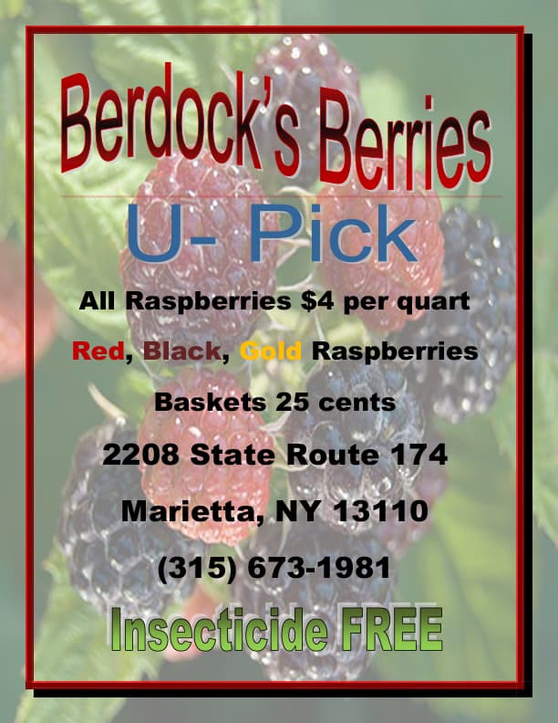 Berdock's Berries u-pick farm