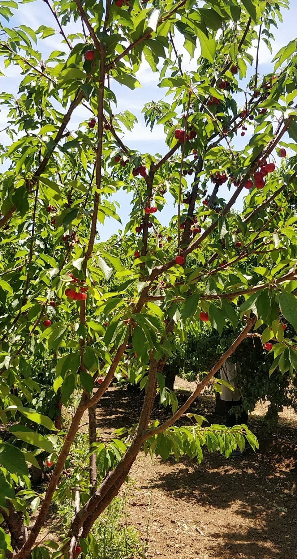 Berry Best Family Farm u-pick farm