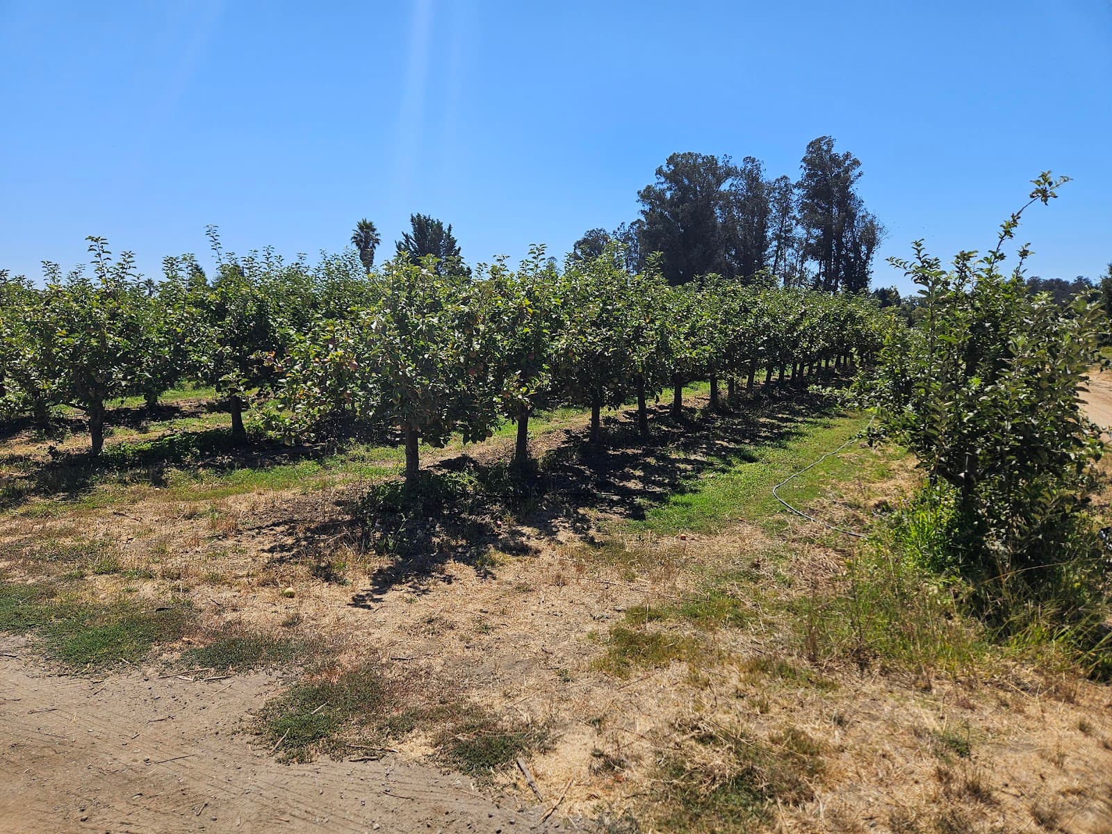 Billy Bob Orchards u-pick farm