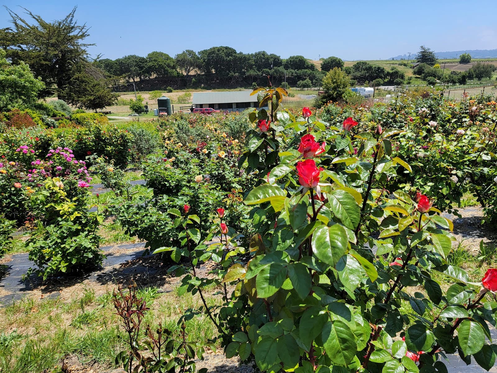 Birdsong Orchards u-pick farm