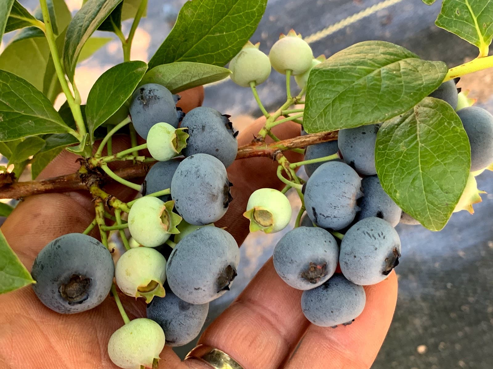 Blueberry Hill Farms & Nursery u-pick farm