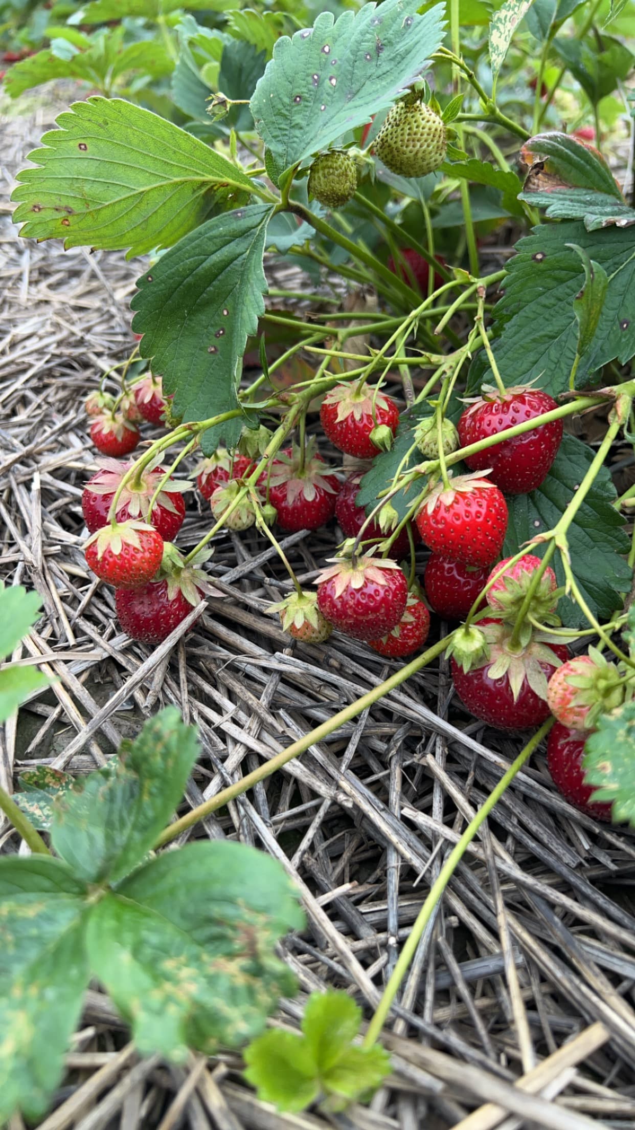 Cassim Farms u-pick farm