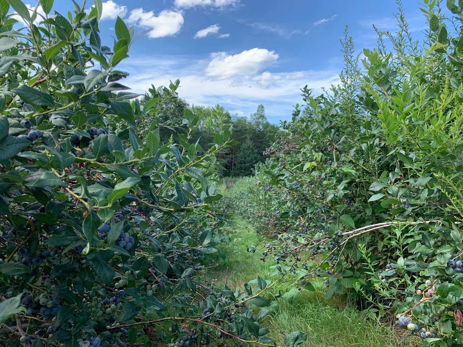 Castle Berries U-Pick Blueberries u-pick farm
