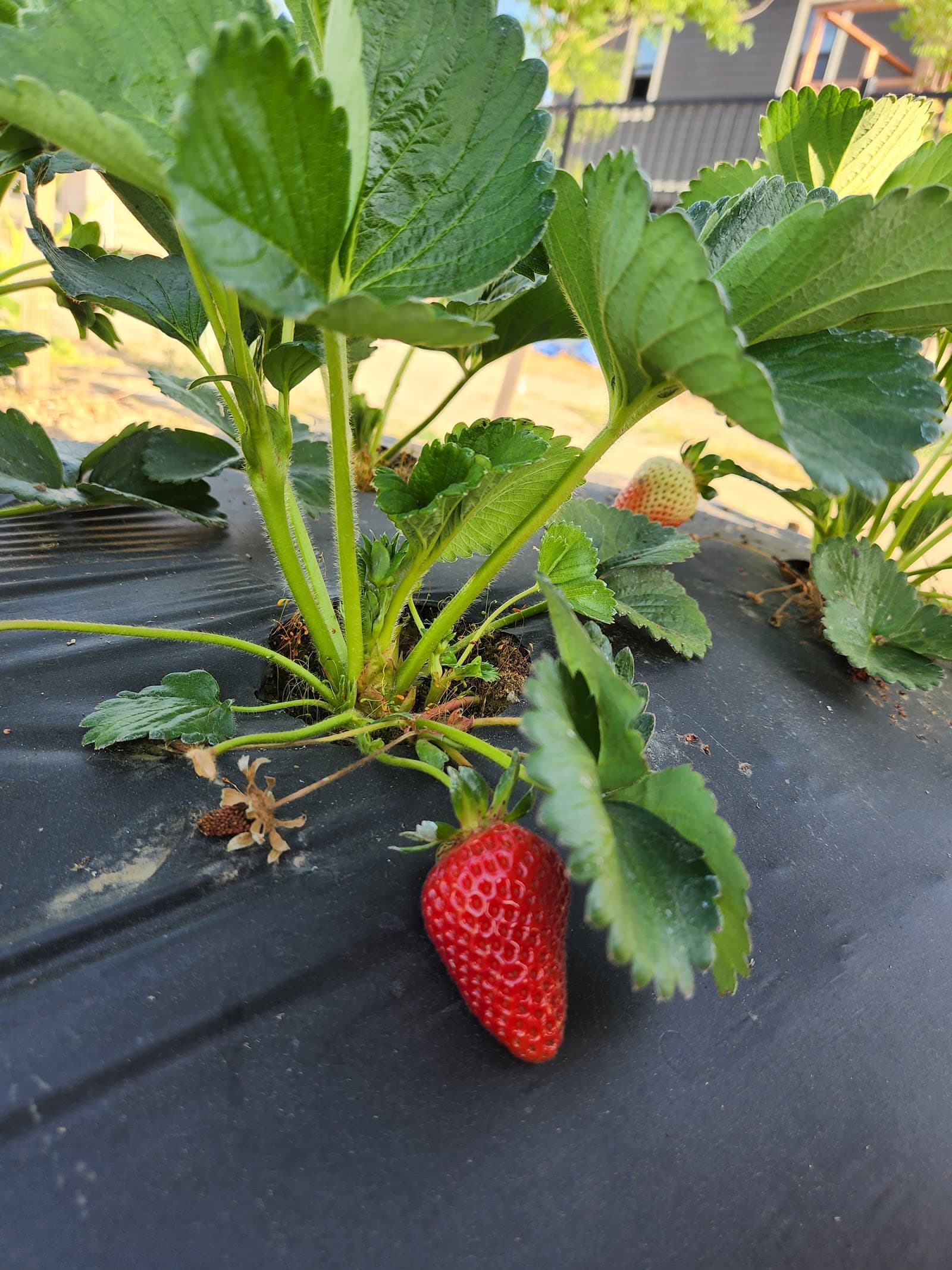 Chao Lee Fresh Picked Strawberries u-pick farm
