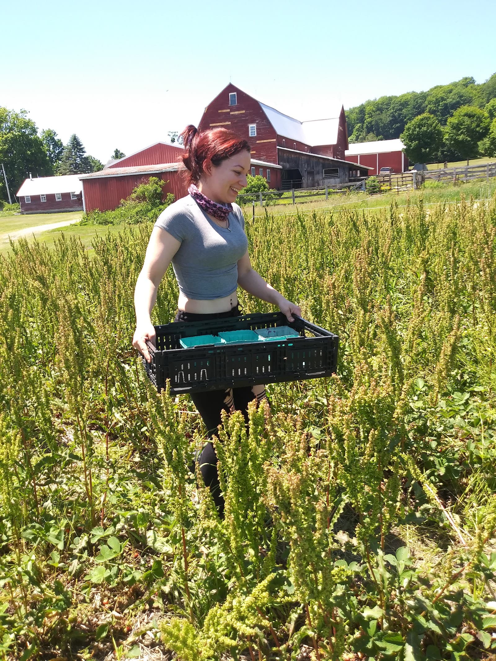 Conbeers Farm u-pick farm