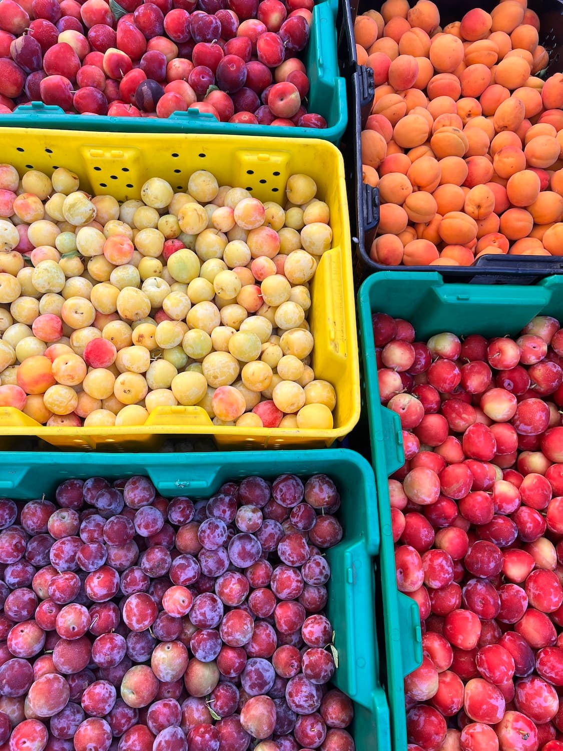 Cornerstone Orchards u-pick farm
