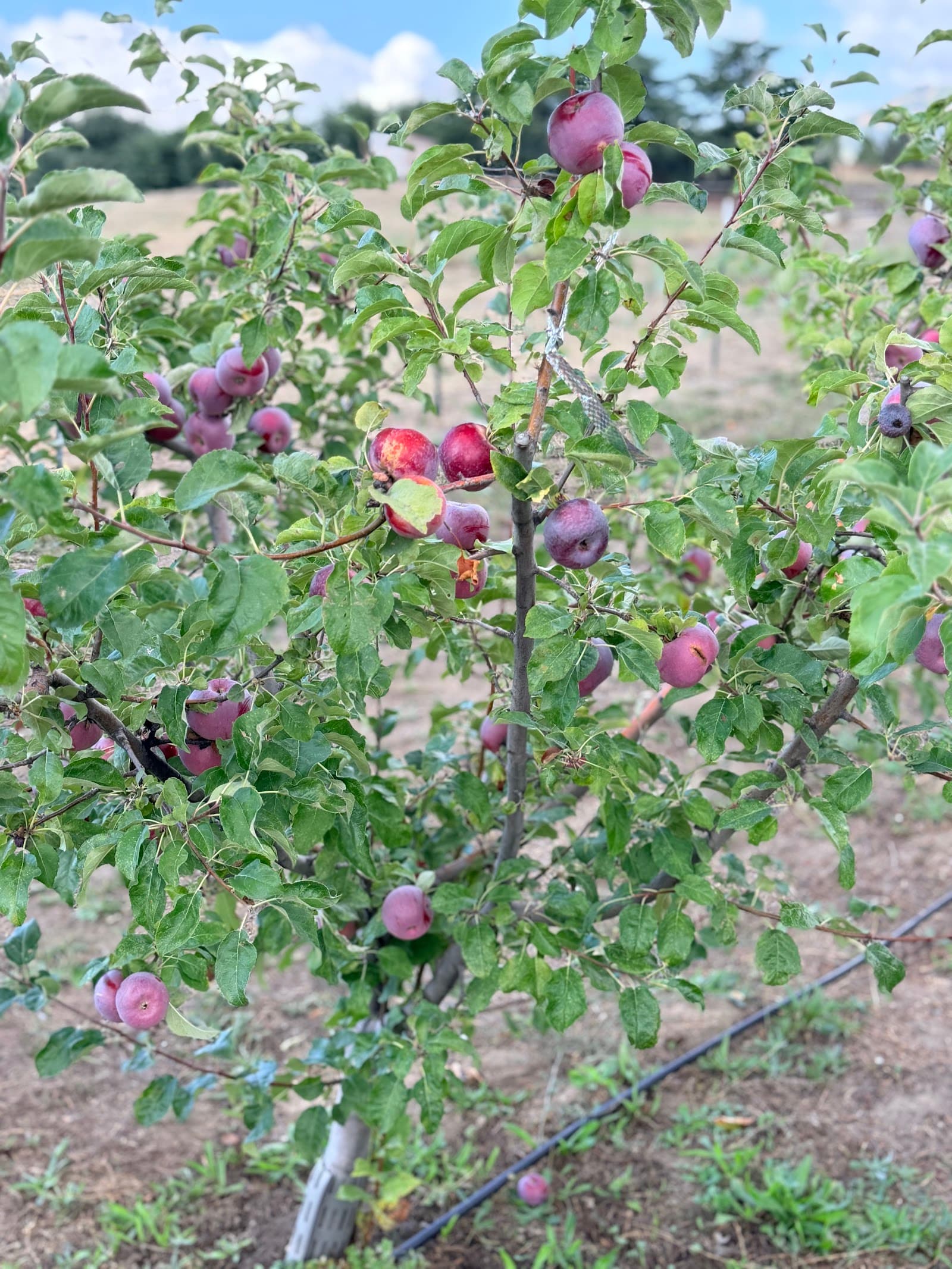 Crosscut Apple Farms u-pick farm