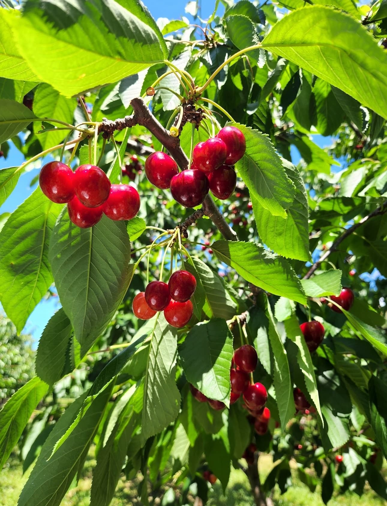 Fruit Valley Orchard u-pick farm