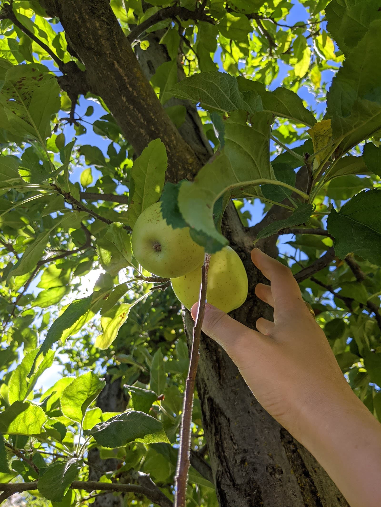 Goodness Orchard u-pick farm
