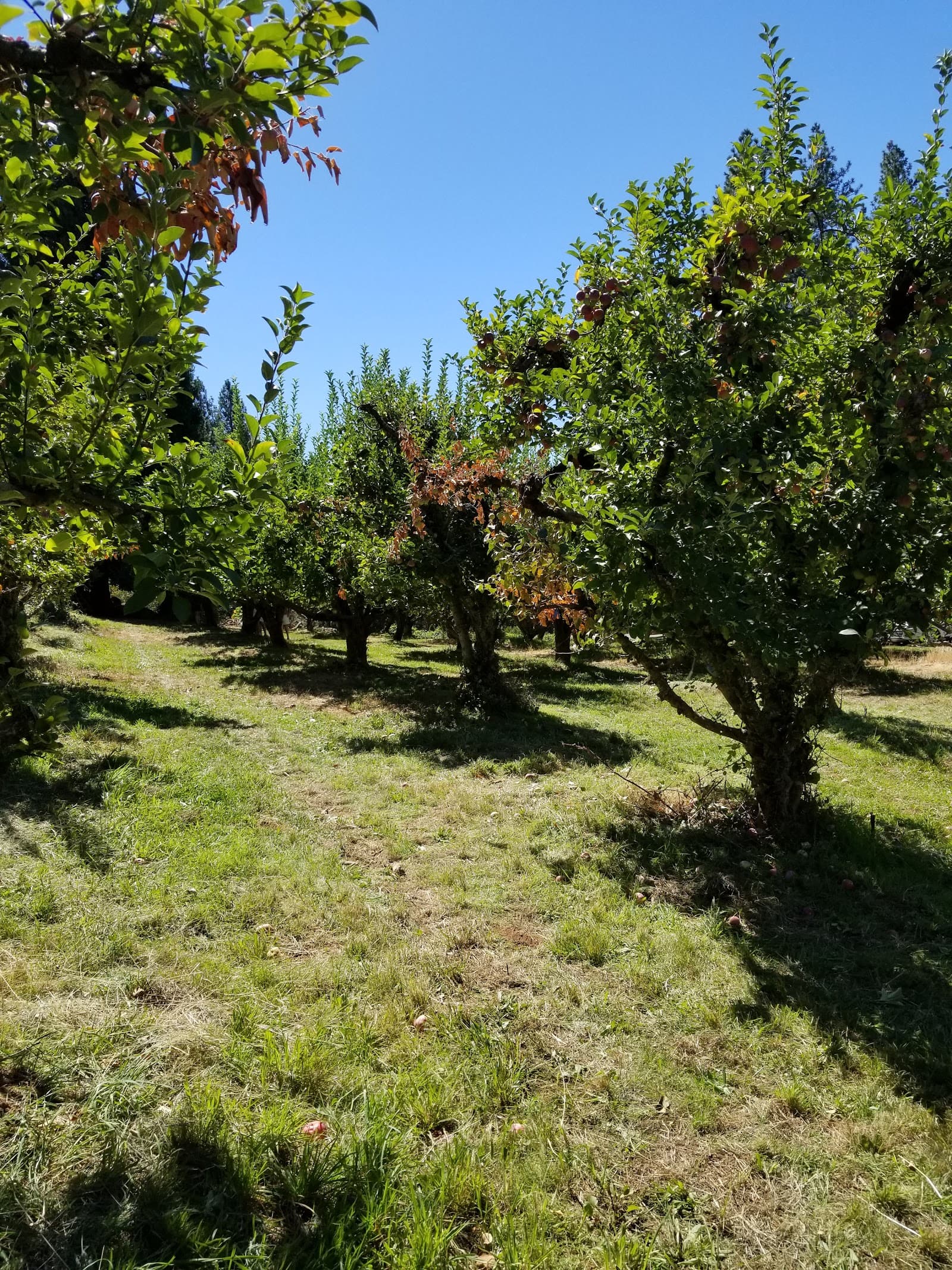 Goyette's North Canyon Ranch - Apple Hill #21 u-pick farm