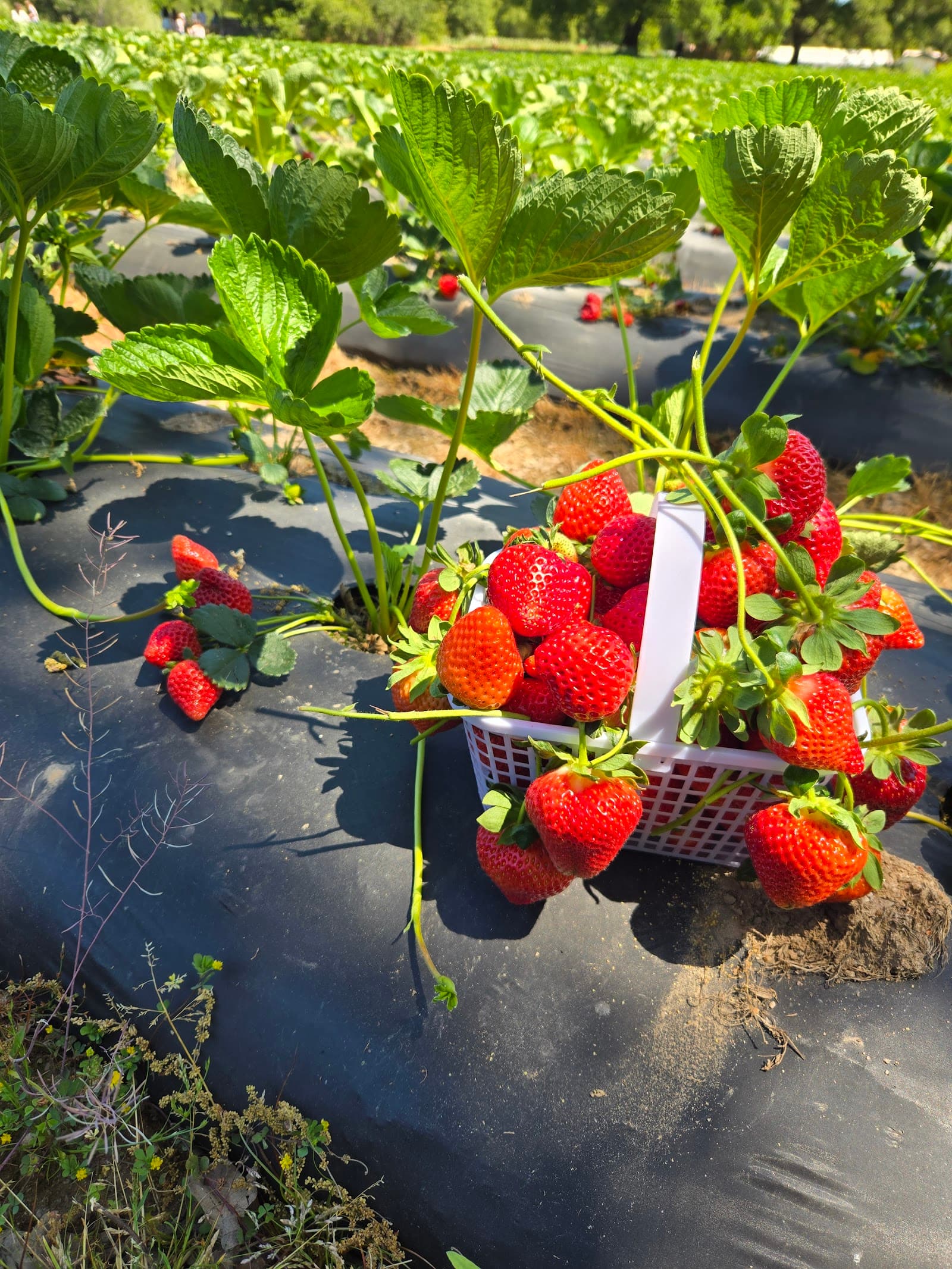 Granny May's Strawberry Farm u-pick farm
