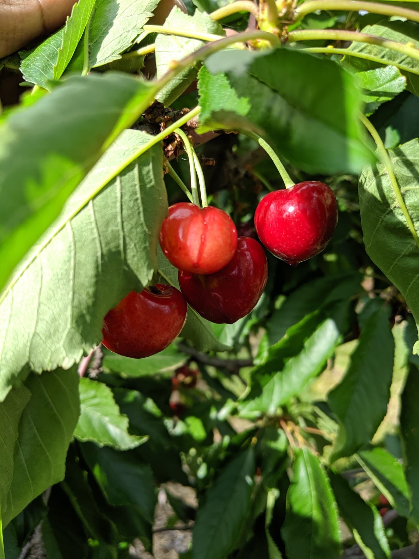 G&S Farms-Denali u-pick farm