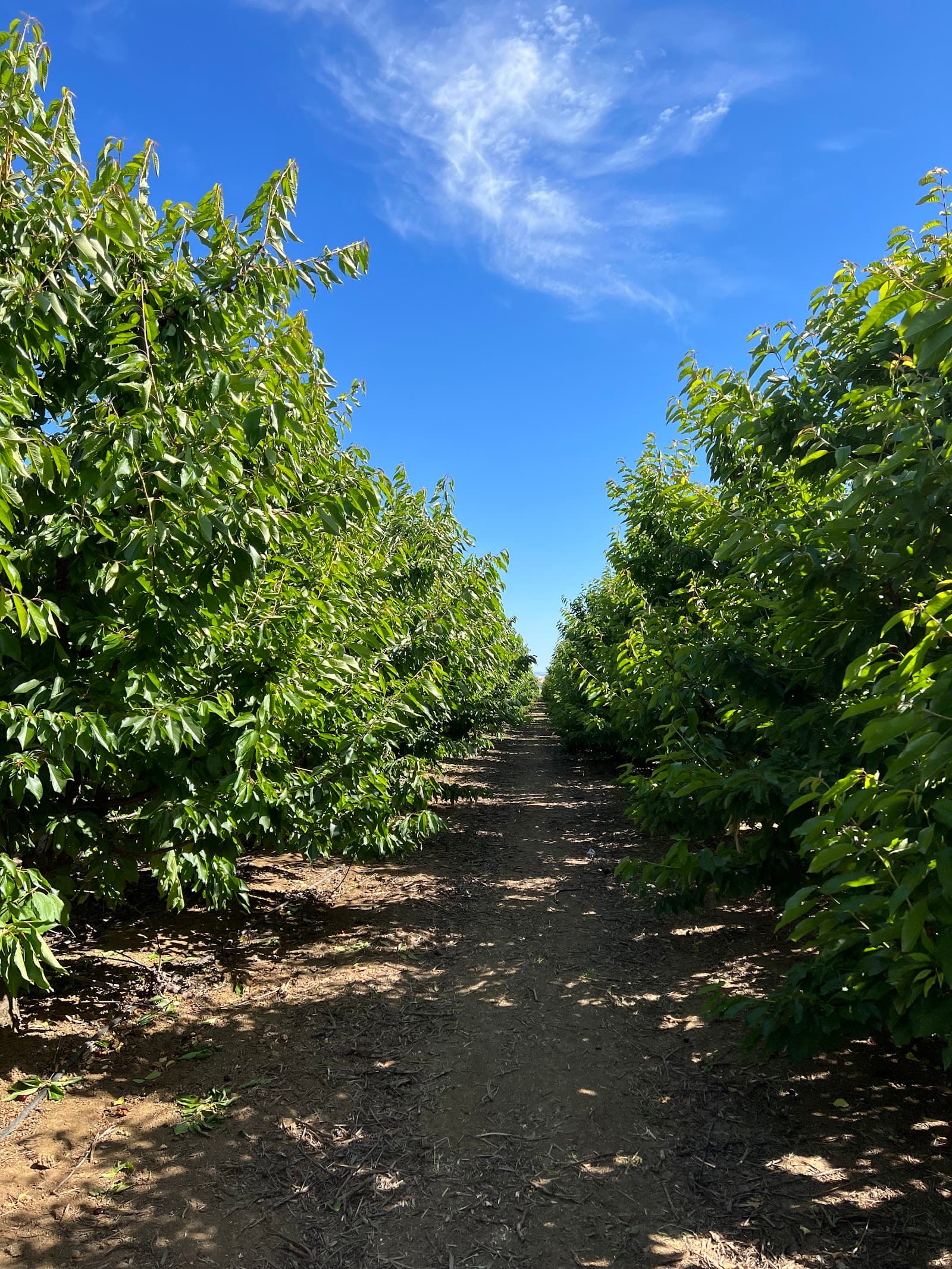 G&S Farms- Dixon u-pick farm