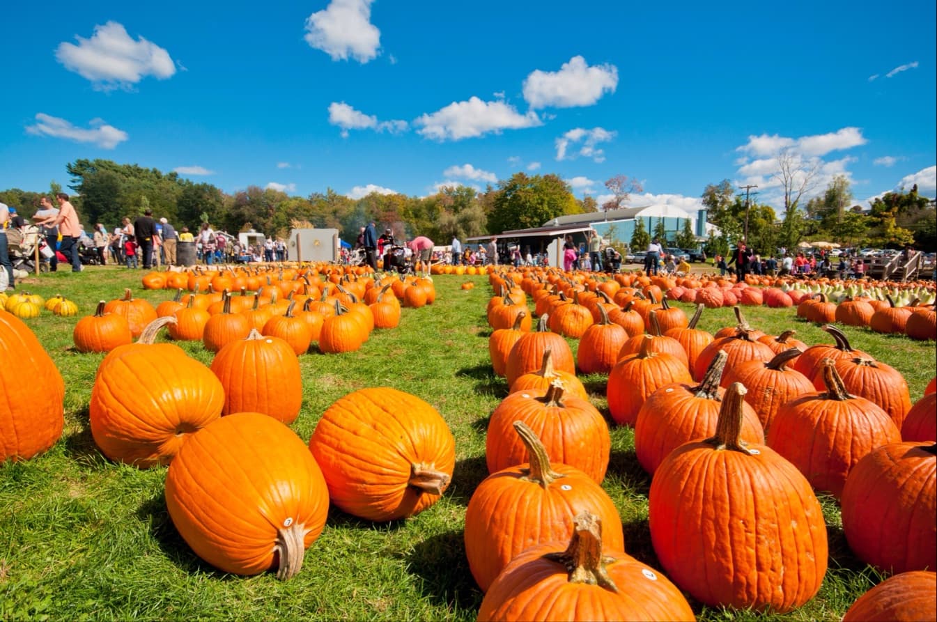 Harvest Moon Farm & Orchard u-pick farm
