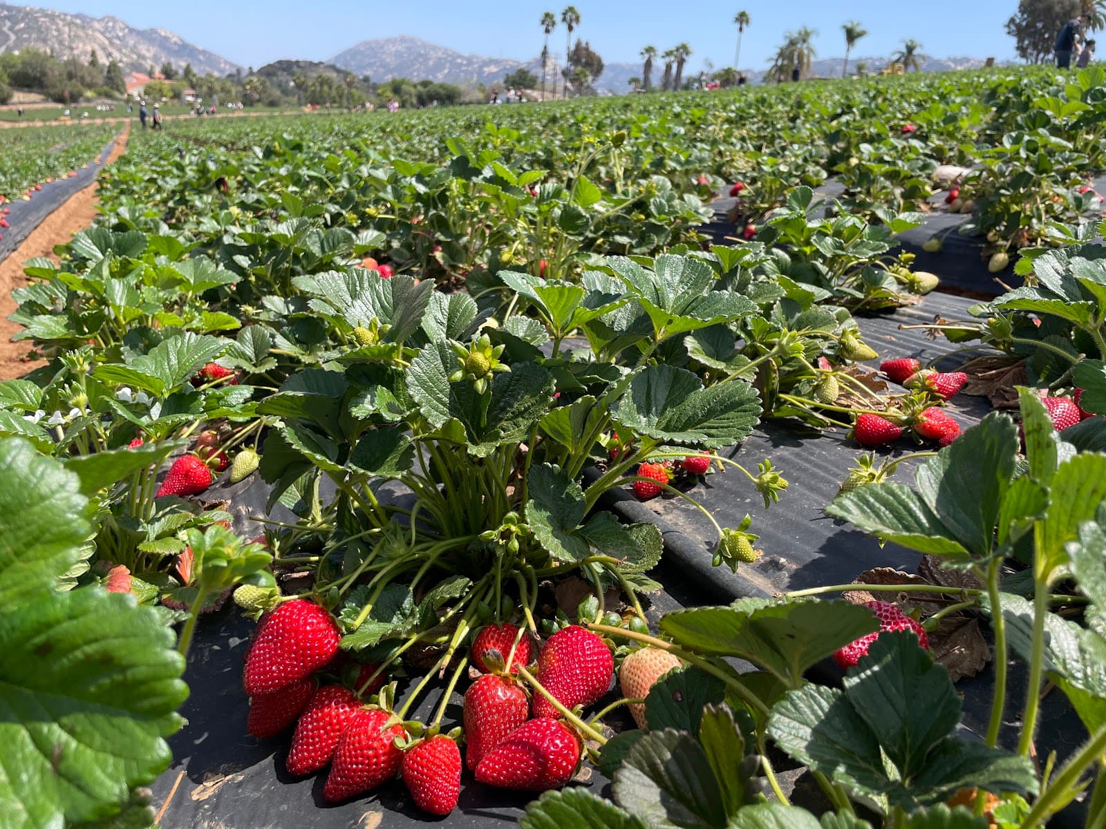 Kenny's Strawberry Farm u-pick farm