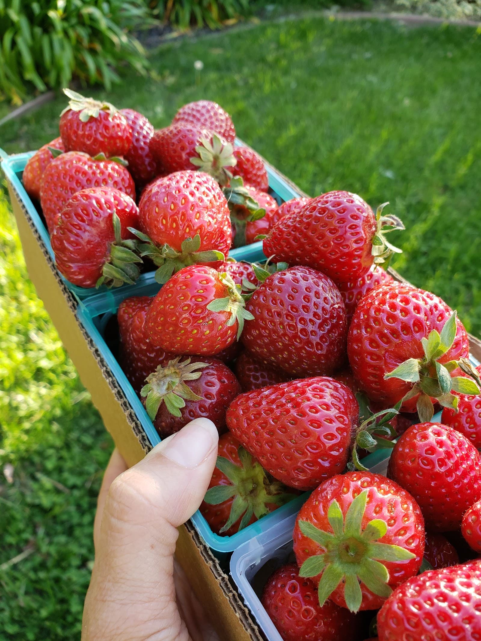 Lee's Berries u-pick farm