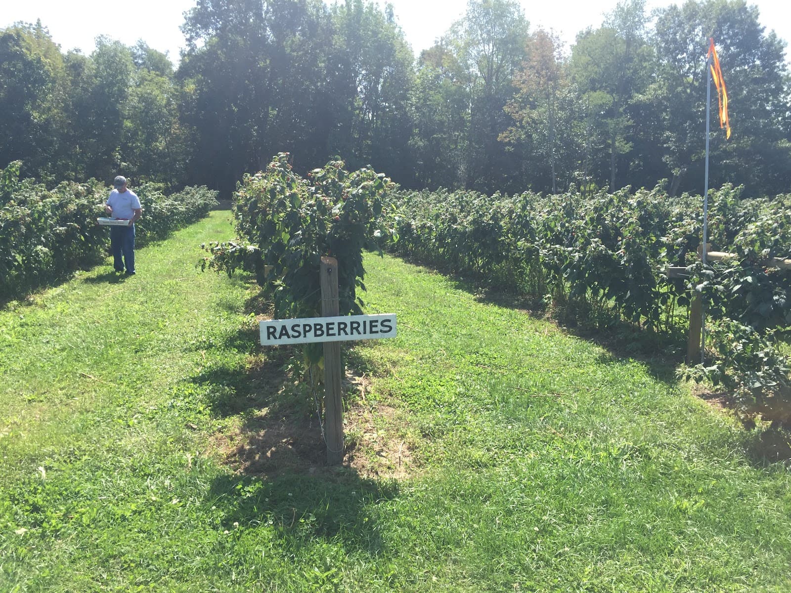 Liebigs' Farm u-pick farm