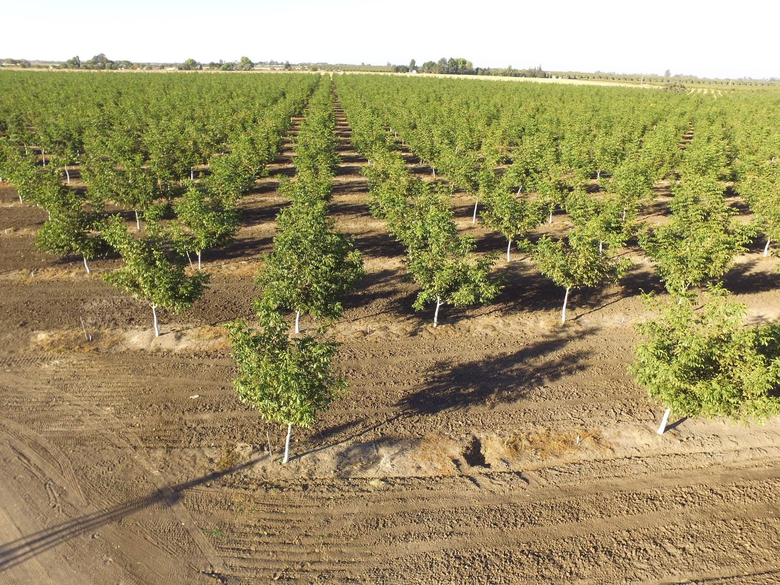 Long Shadow Farm u-pick farm
