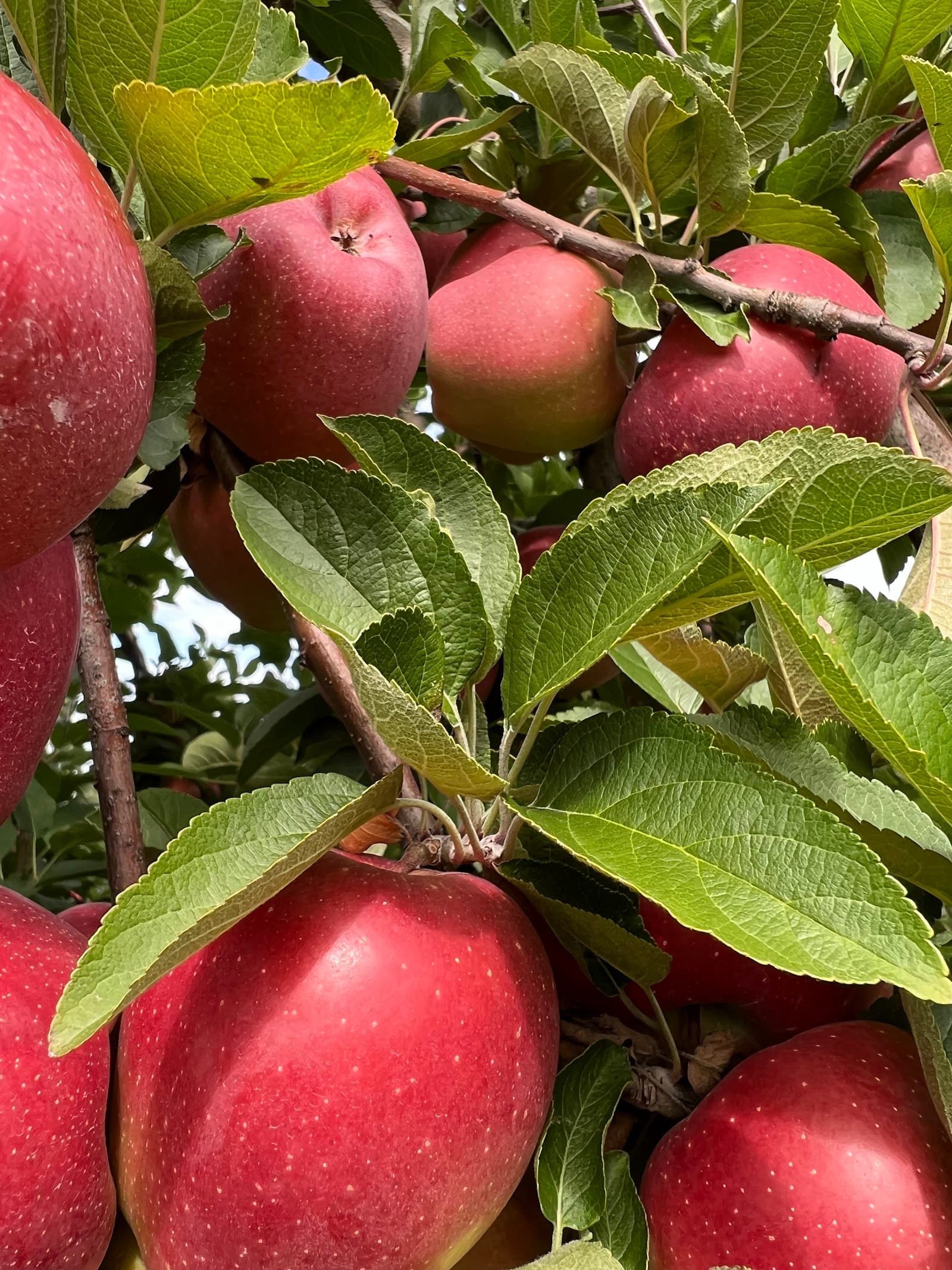 Masker Orchards u-pick farm