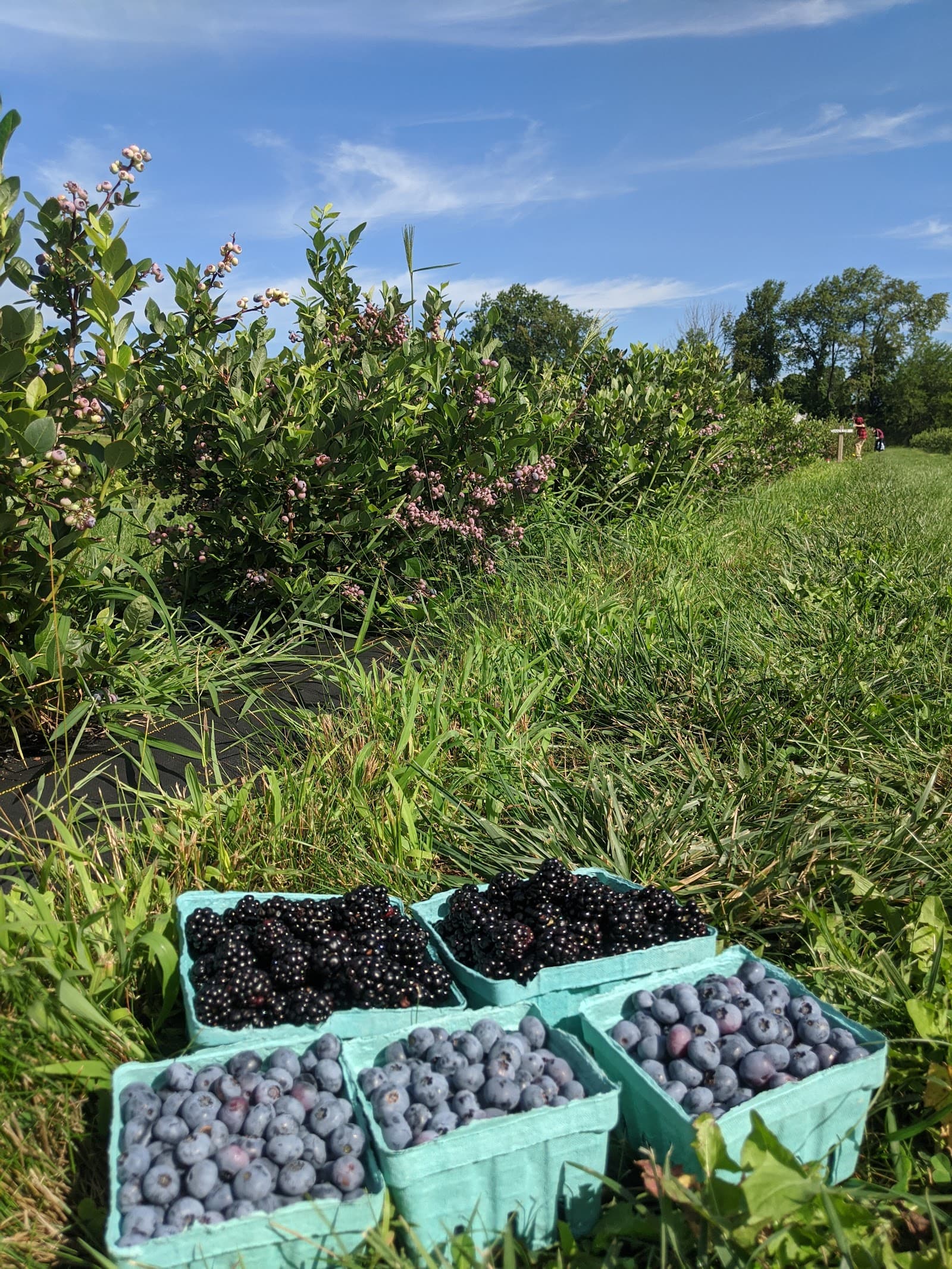 Mendon Acres Farm u-pick farm