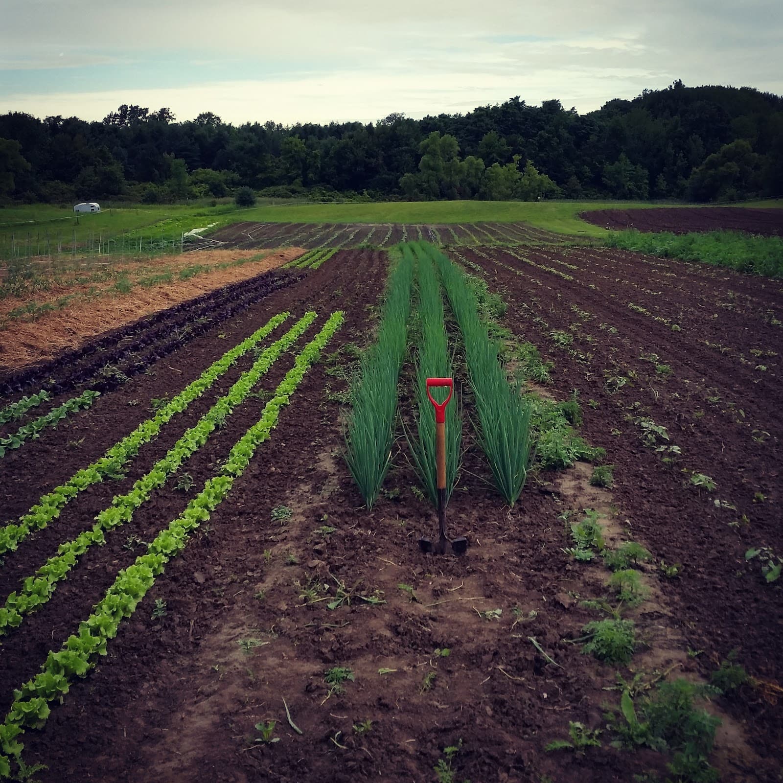 Mud Creek Farm CSA u-pick farm