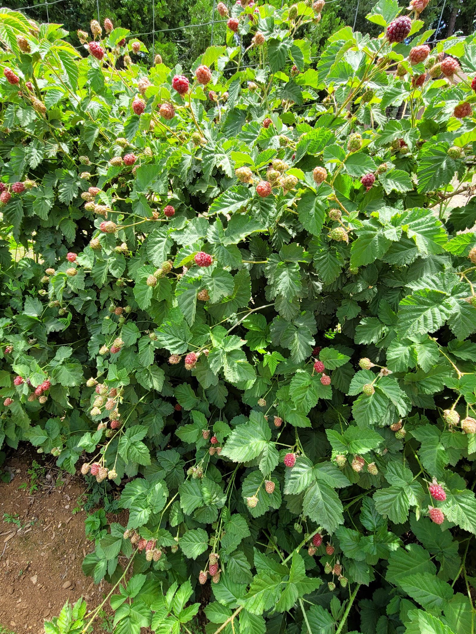 Patrick's Berry Farm u-pick farm