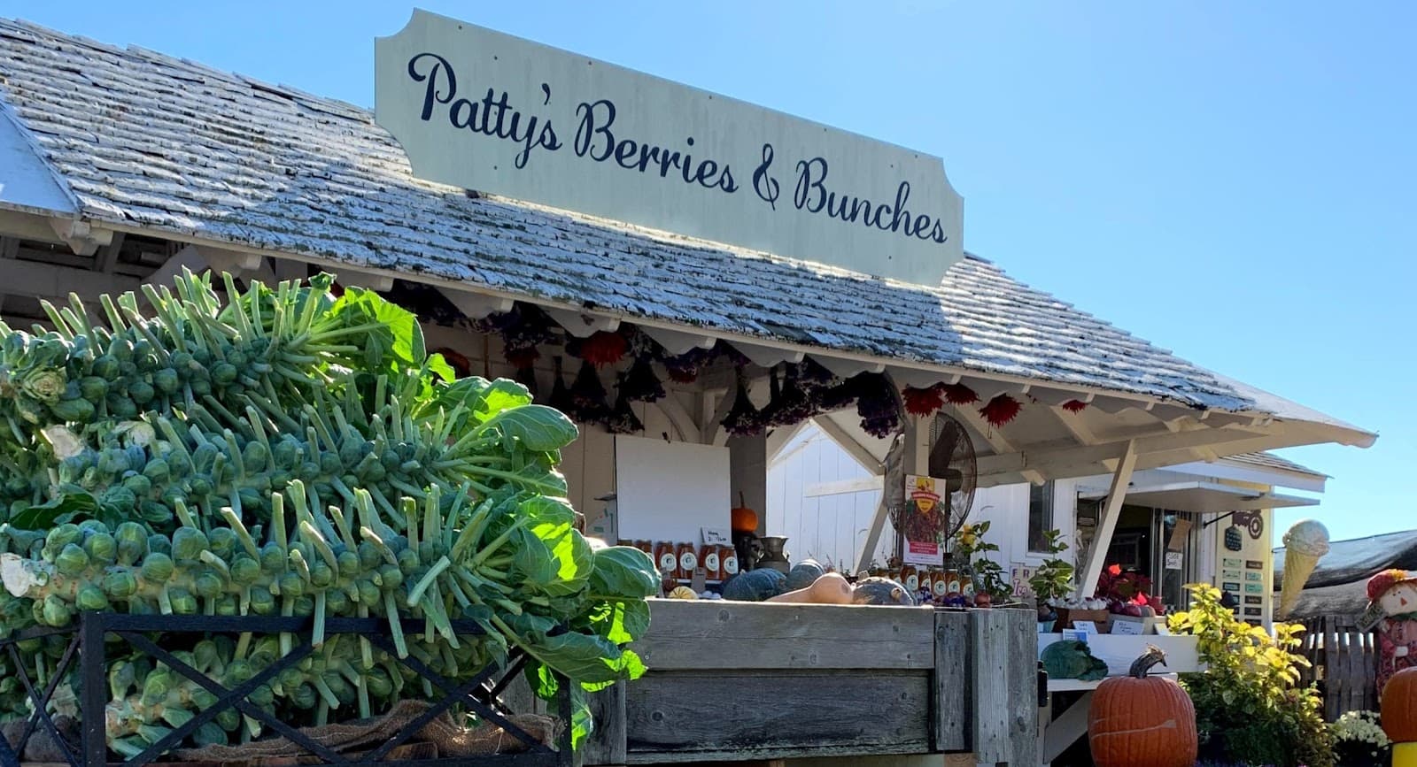 Pattys Berries and Bunches u-pick farm