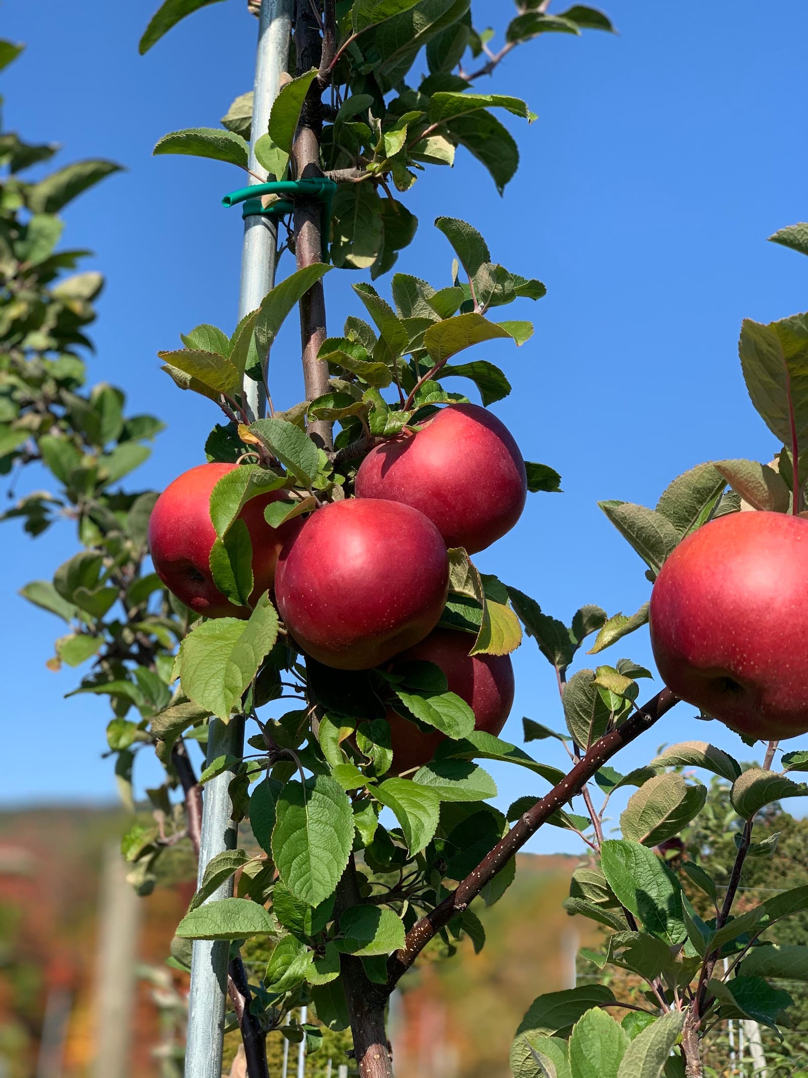 Prospect Hill Orchards-Homestead Farm u-pick farm