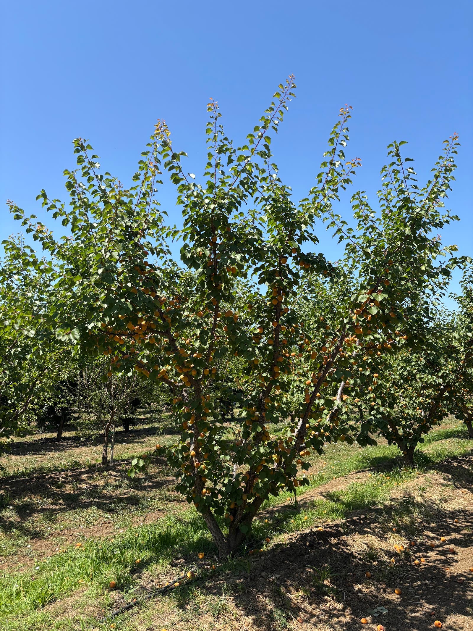 Rancho Zaragoza u-pick farm