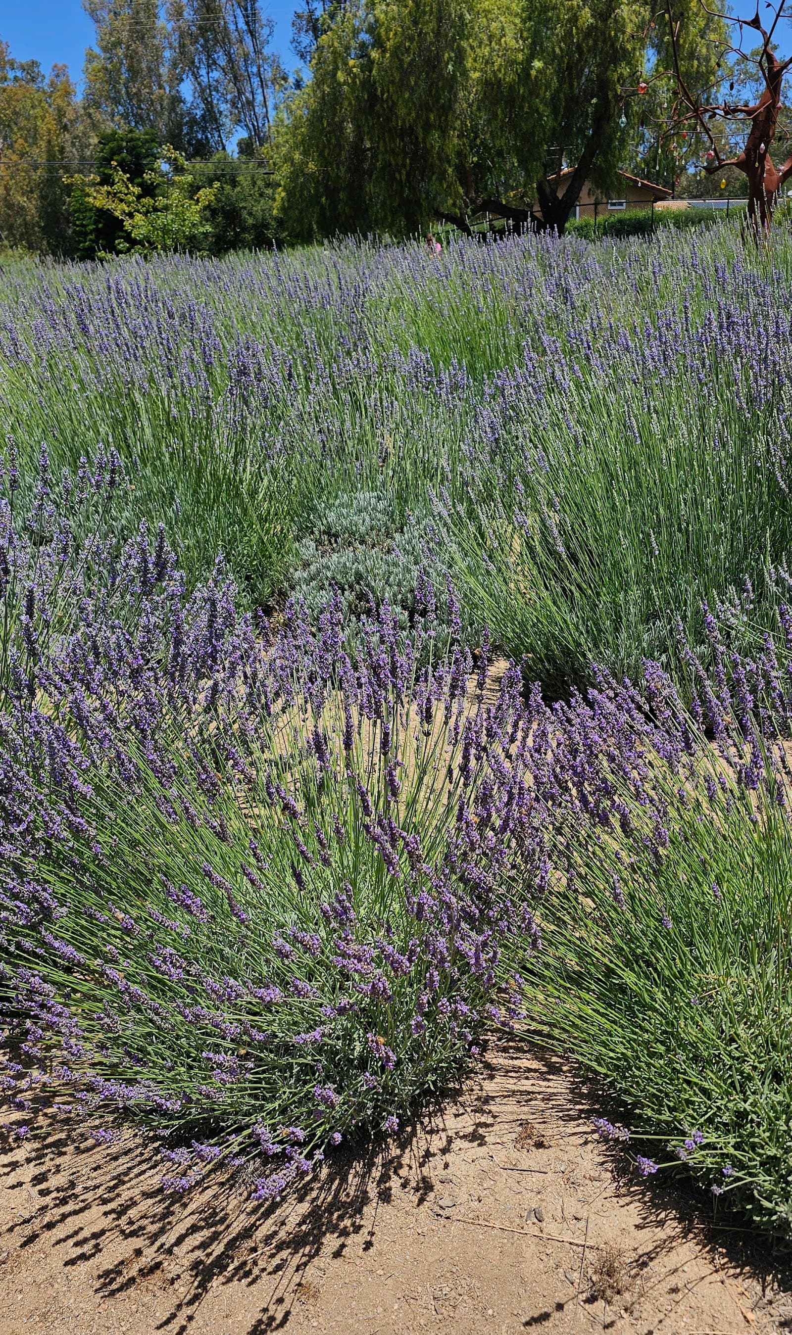 Ross Lake Lavender Farm u-pick farm