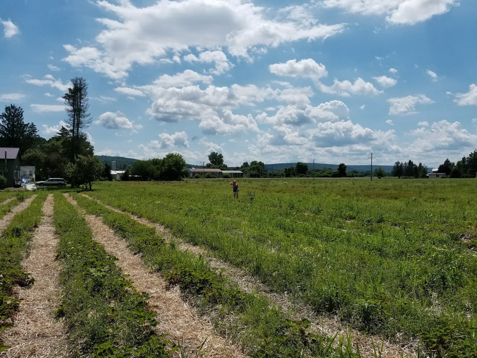 Schultheis Strawberries u-pick farm