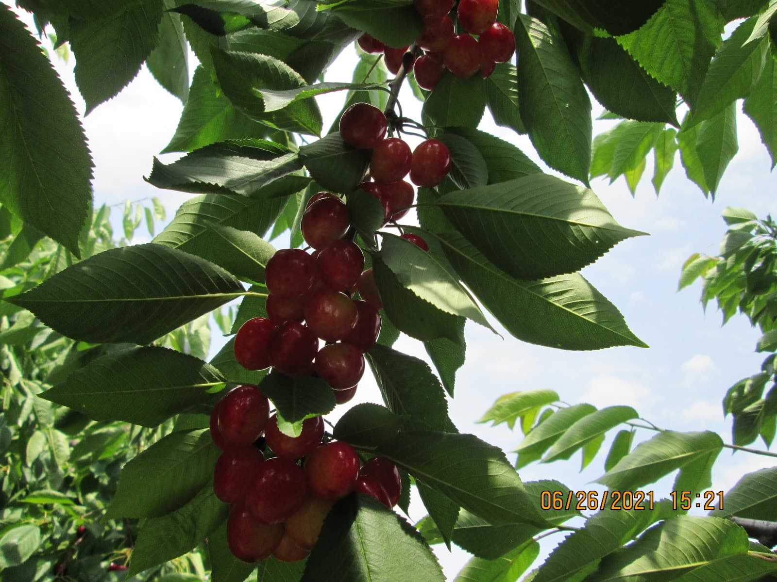 Simpelaar Fruit Farms u-pick farm