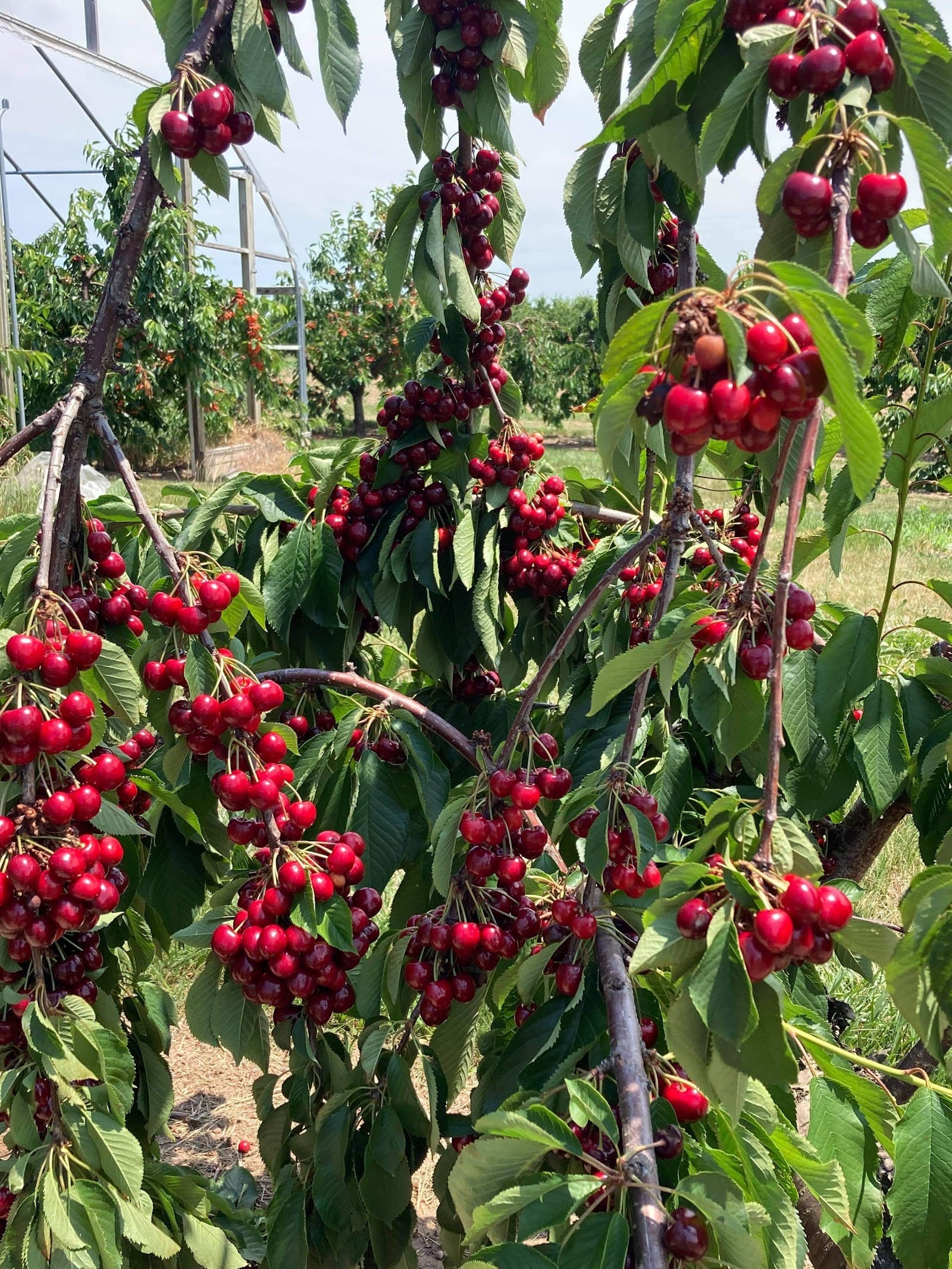 Singer Farm Naturals u-pick farm