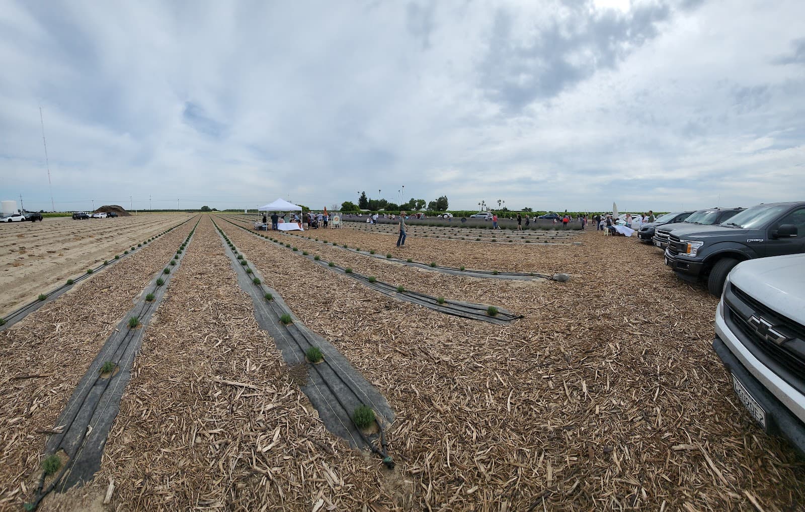 Solace Lavender Farm u-pick farm