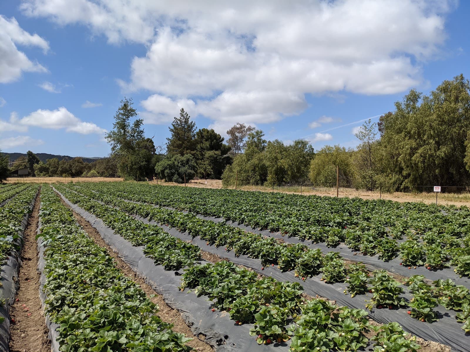 South Coast Farms (U-Pick Farm) u-pick farm