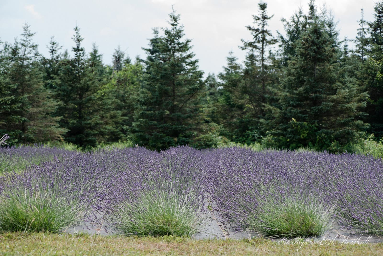 Spring Creek Lavender u-pick farm