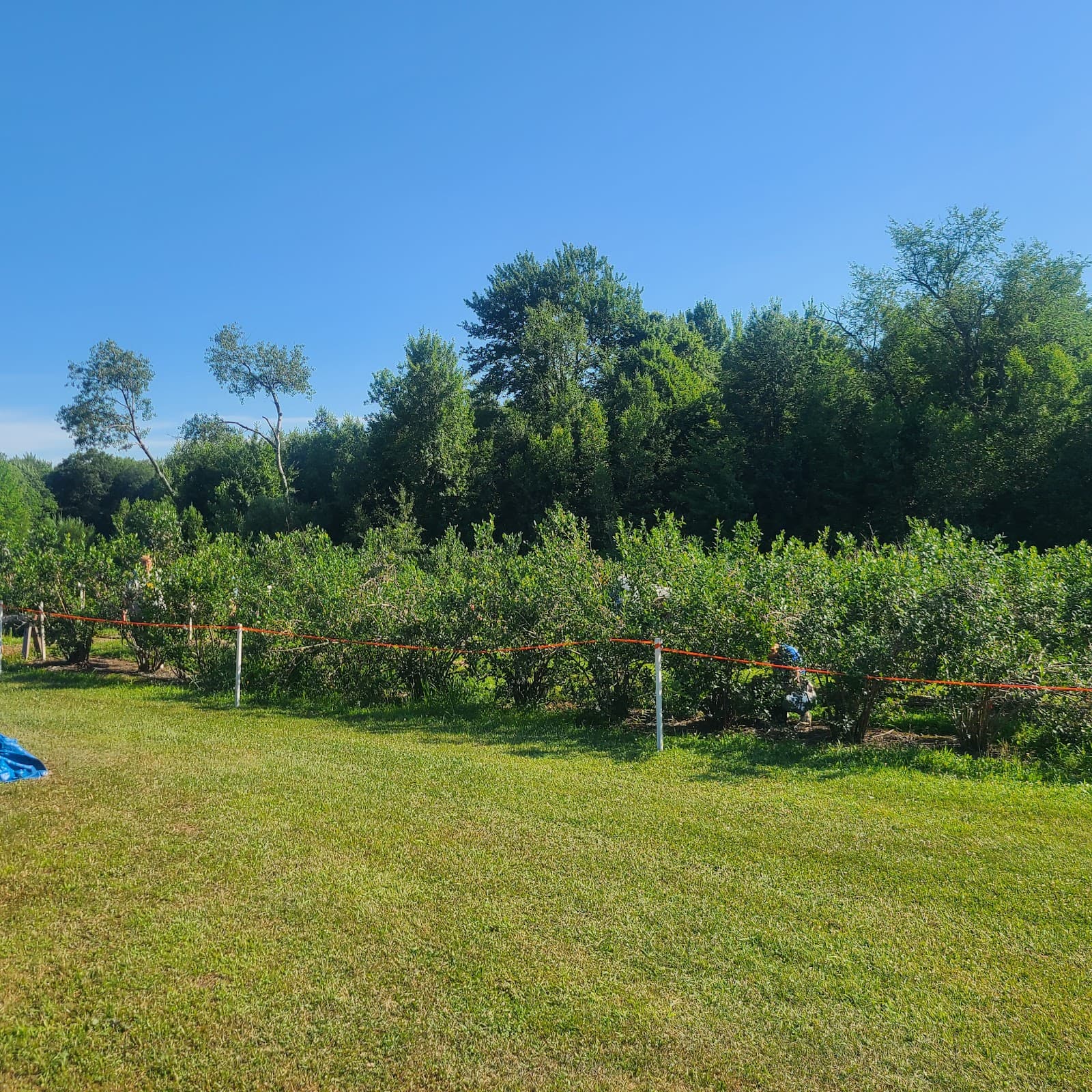 Stan's Berry Patch u-pick farm