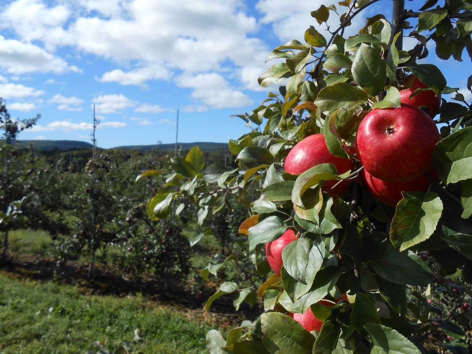 Stanton's Feura Farm u-pick farm