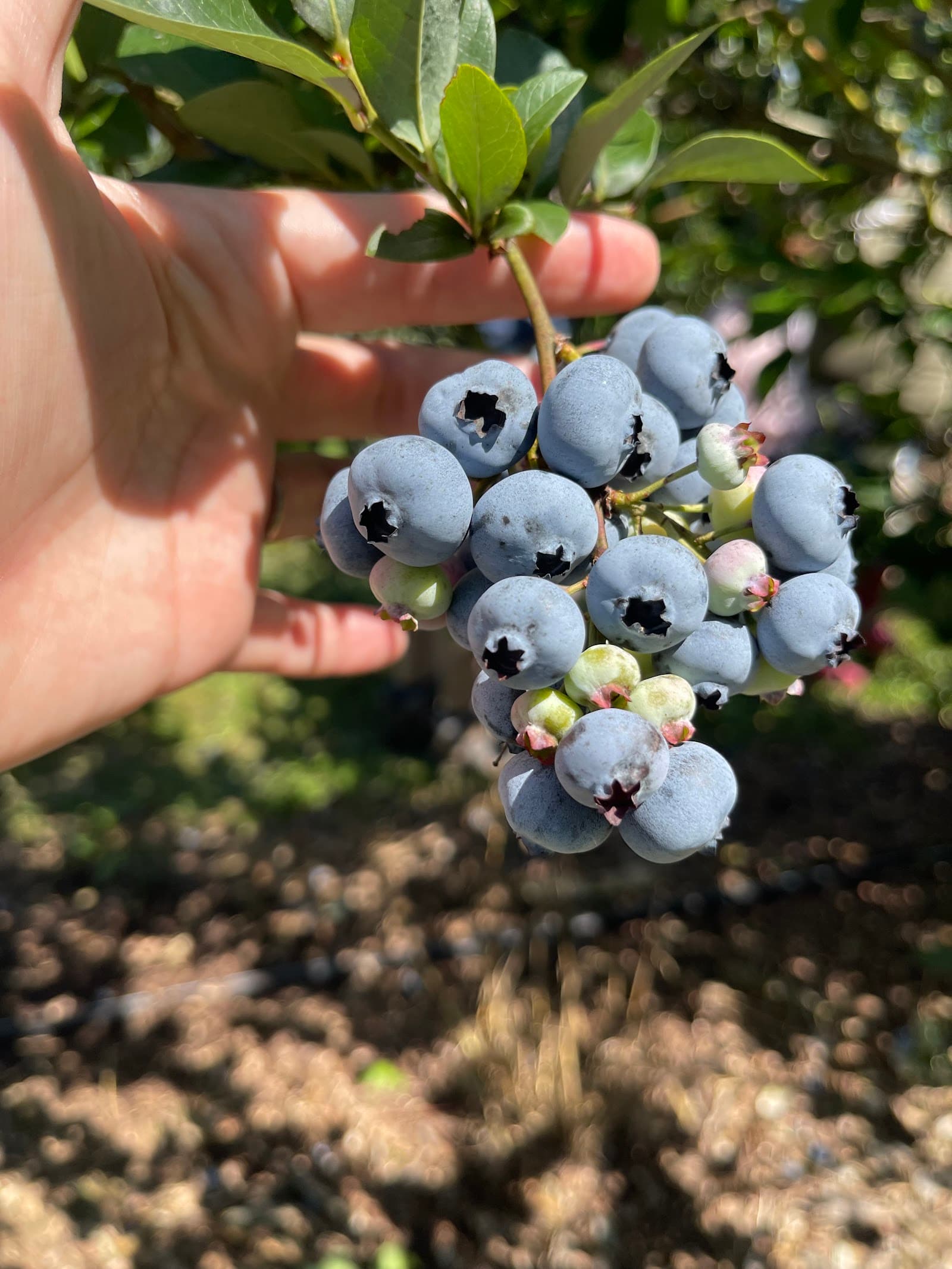 Sugar Shack Blueberry Farm u-pick farm