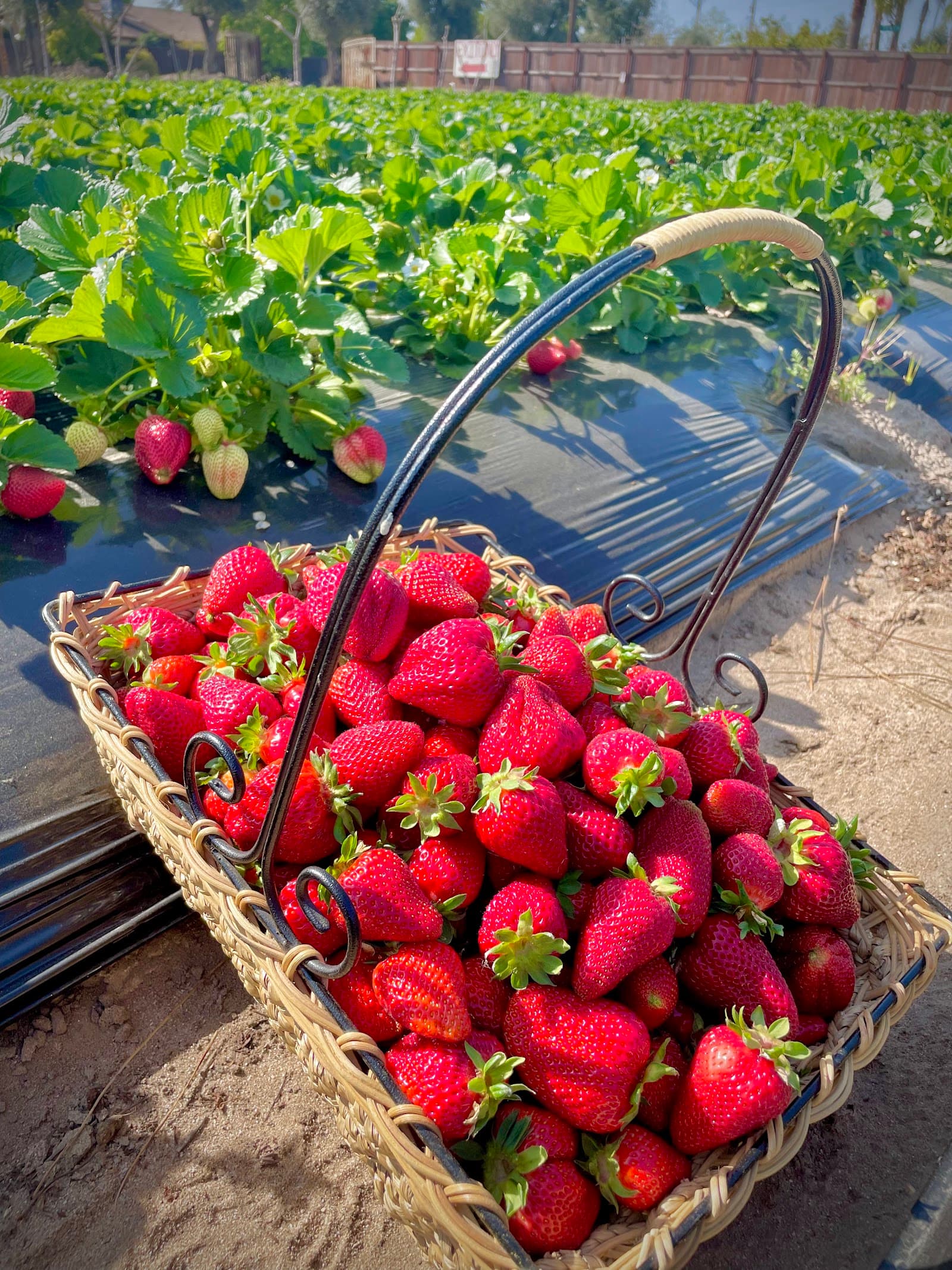 Sunshineβs Farm u-pick farm