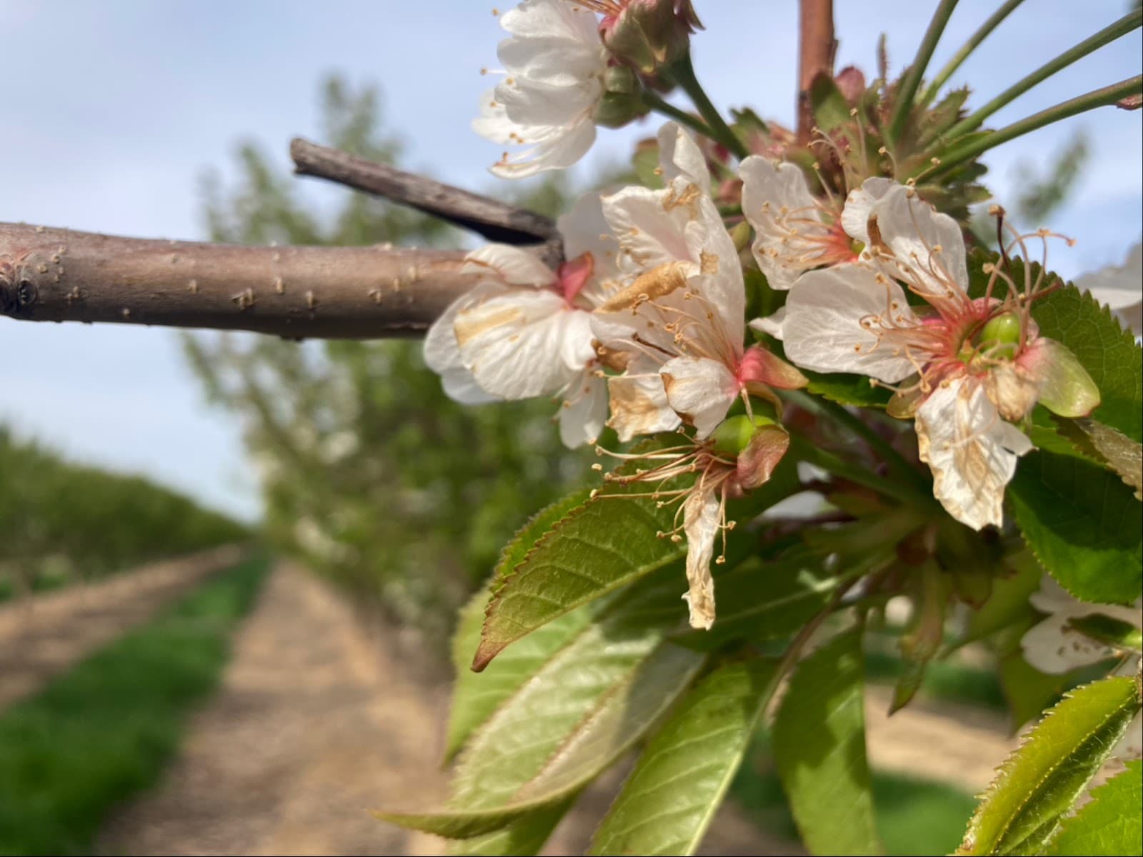 Sweet Lou's Cherries u-pick farm