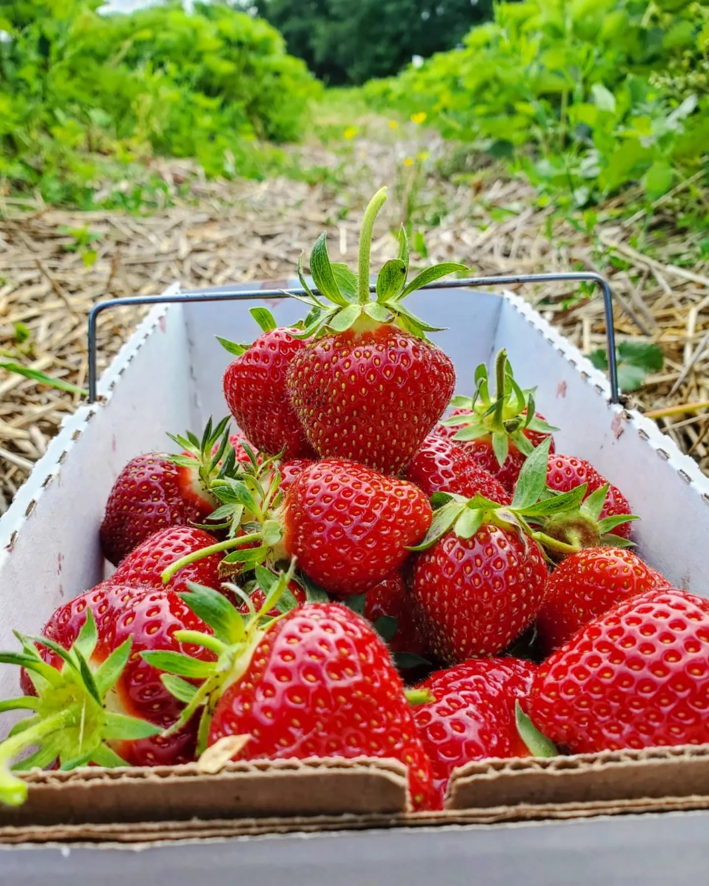 Thompson-Finch Farm, LLC u-pick farm