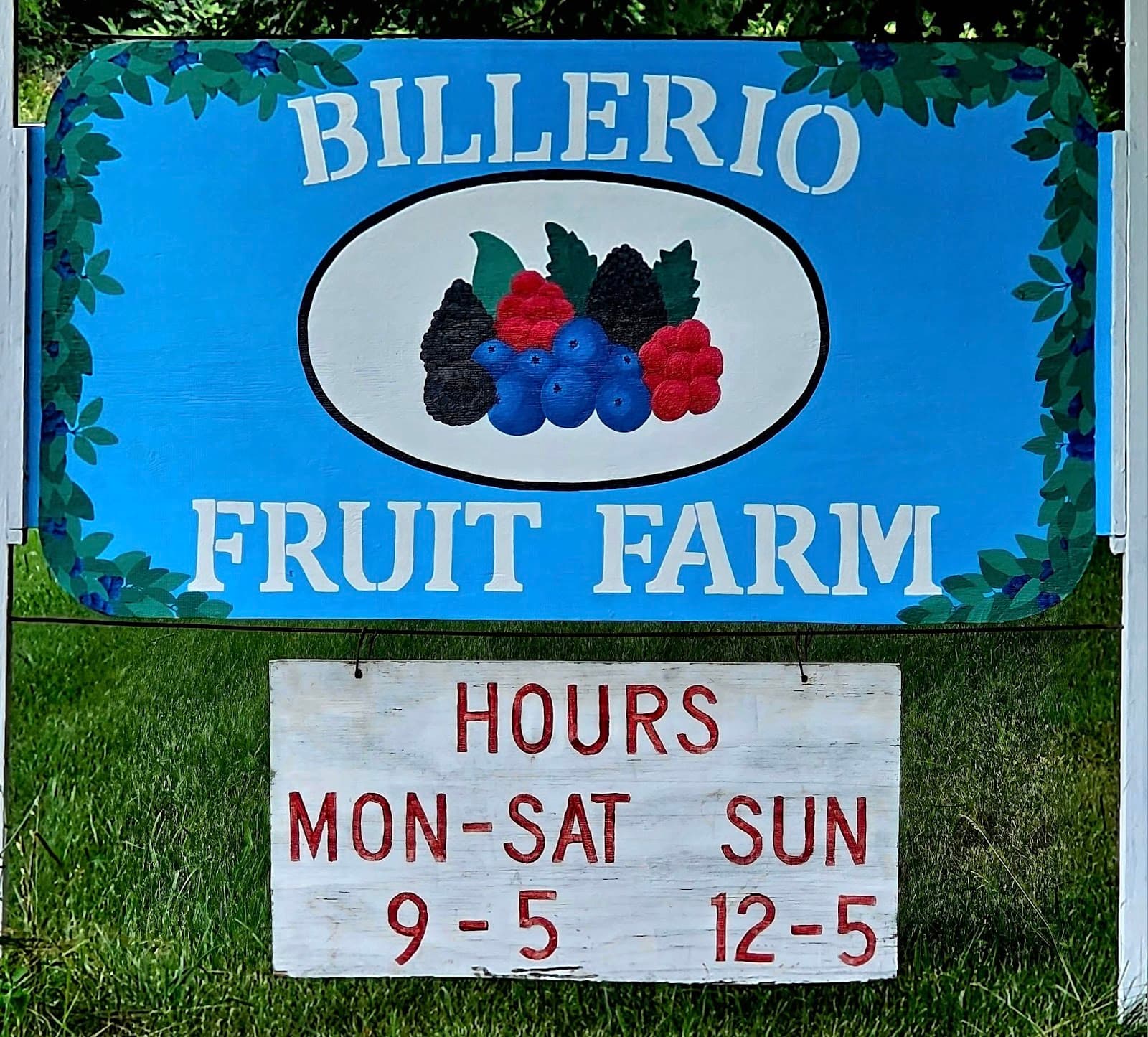 U-pick Blueberries - Billerio Fruit Farm u-pick farm